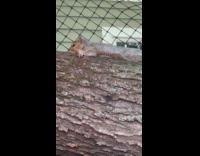 Squirrel lie down on the tree branch