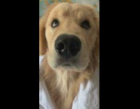 Golden retriever dog farts face pink eye 