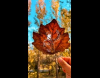 Dried leaf art image of Arda Guler