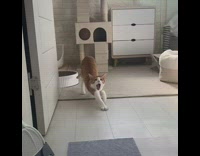 Orange Cat Stretches Back 