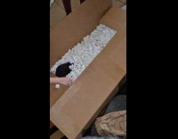 Kid gets package with sister inside box