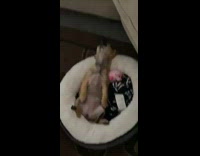 Brown dog sleeps head hangs off bed 