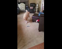 Collab BitchMP - Golden retriever dog steals remote control