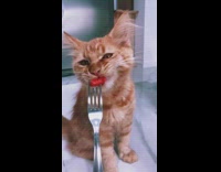 Orange kitten eats sausage on fork 