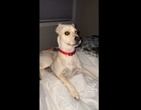 Collab BitchMP - Dog stops misbehaving telling santa claus 