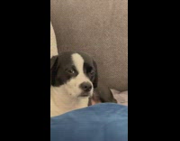 Dog Takes a Look as it Stays Still on Couch