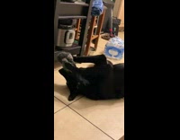 Large black dog bites stuffed duck toy 