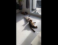 Collab PLC - Two cats lay on floor with sunlight