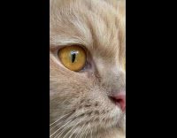 Submitter films closeup of cat nose twitching