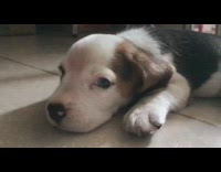 Brown beagle puppy dog blue eyes 