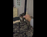 Black cat plays fetch on bed