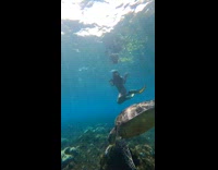 Woman diving near sea turtle and sea krait 