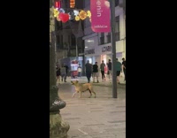 Collab Clips mpugc - Dog playing with heart balloon in streets