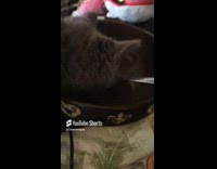 Cat licks bowl eat treats from hand