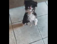 Dog begs and stands on two legs, looks like it's dancing, Mexican music