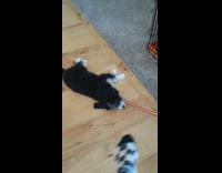 Girl drags puppy towards black crate 