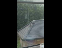 Two pigeons on rooftop start fighting 