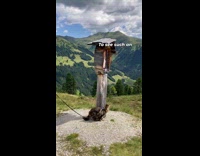 Cat hiking and going on adventures with hooman