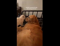 Dog puts up brave face approached by kitten