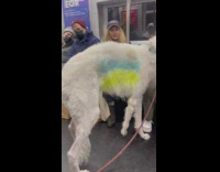Big Dog Checks People on Subway Train
