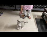 Husky puppy dog spins around metal bowl