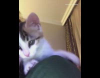 Small kitten cat lays on shoulder girl