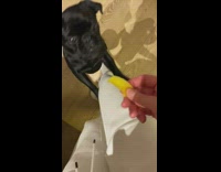 Pug Excitedly Stands to Person for Mango