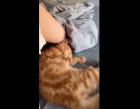 Collab PLC - Orange cat lays down beside hooman on bed 