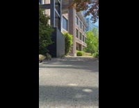 Collab PubityPets - Ducklings Scurries Around on Pavement with Duck