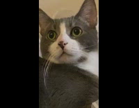 Grey white cat stares silverware clinks 