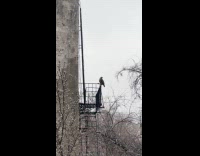 Hawk sighting at fire escape while snowing