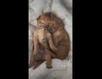 2 puppies sleeps together and one stretches 