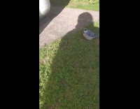 Blue jay bird sit on grass shadow