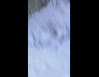 Tree falls on guy after cutting it down