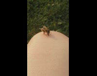 Bee cleans itself on knee of filmer
