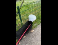 Dog wear neck cone bumps on fence