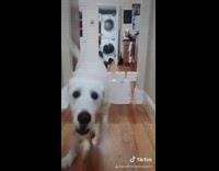 Big white dog level up toilet paper 