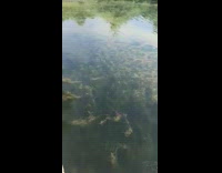 Guy jumps into pond to swim to fountain chased by swan