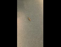 Praying mantis riding the JFK train