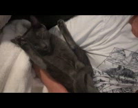 Cat asleep with its two feet raised 