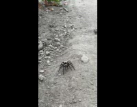 Spider crawl towards the filmer on trail