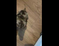 Brown grey dachshund puppy dog couch treat