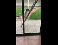 Dog climb wooden ladder falls down scream