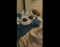 Dog sleeps and burrows into blue blanket