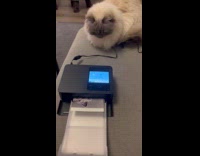 Cat sits on couch watches photo print