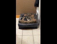 Cat on dog bed look at filmer
