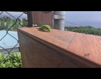 Green lizard licks the barrier on the balcony
