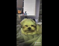 Dog throws up on bed