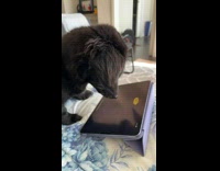[Third Party] Dog watches and plays game on tablet
