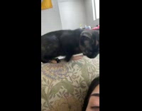 Black cat slaps girl in face on couch